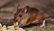 termite-baiting-systems Experts in Driggs